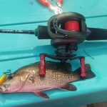Best Baitcasting Reel For Bass Fishing lovers