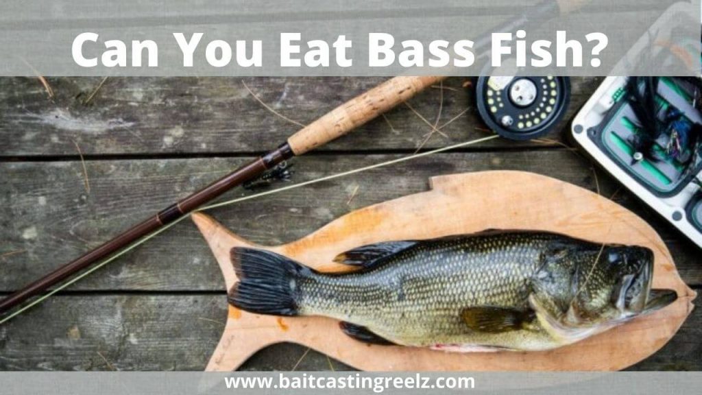 Can You Eat Bass Fish? (Explained For Bass Lovers)