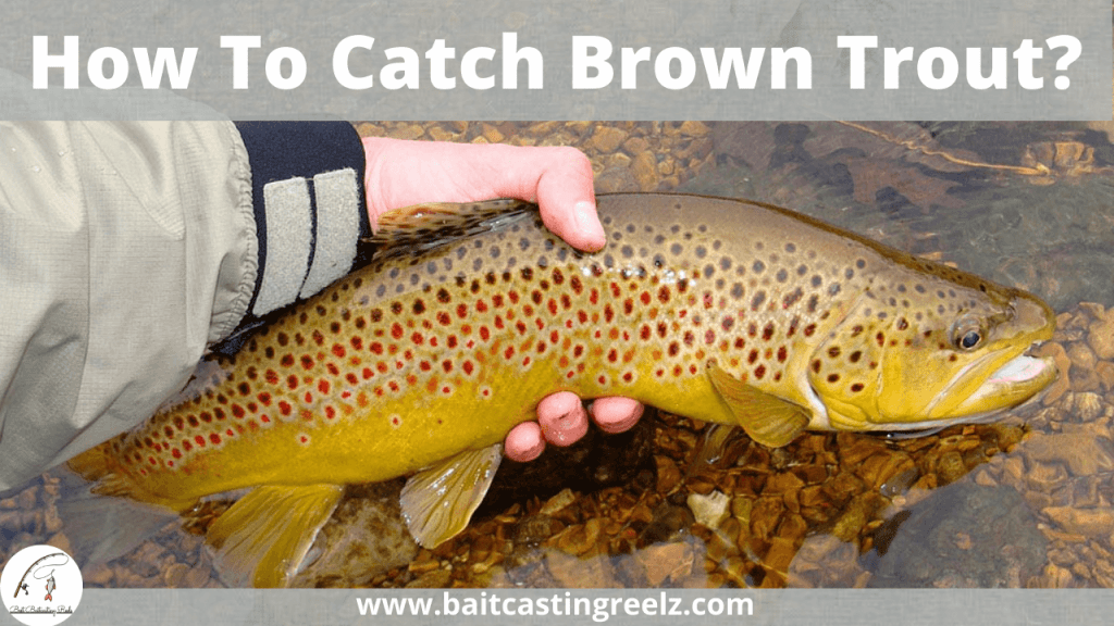 How To Catch Brown Trout