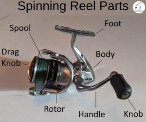 Spinning Reel Parts & What To Look For When Buying A Reel