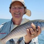 how to catch stripped bass