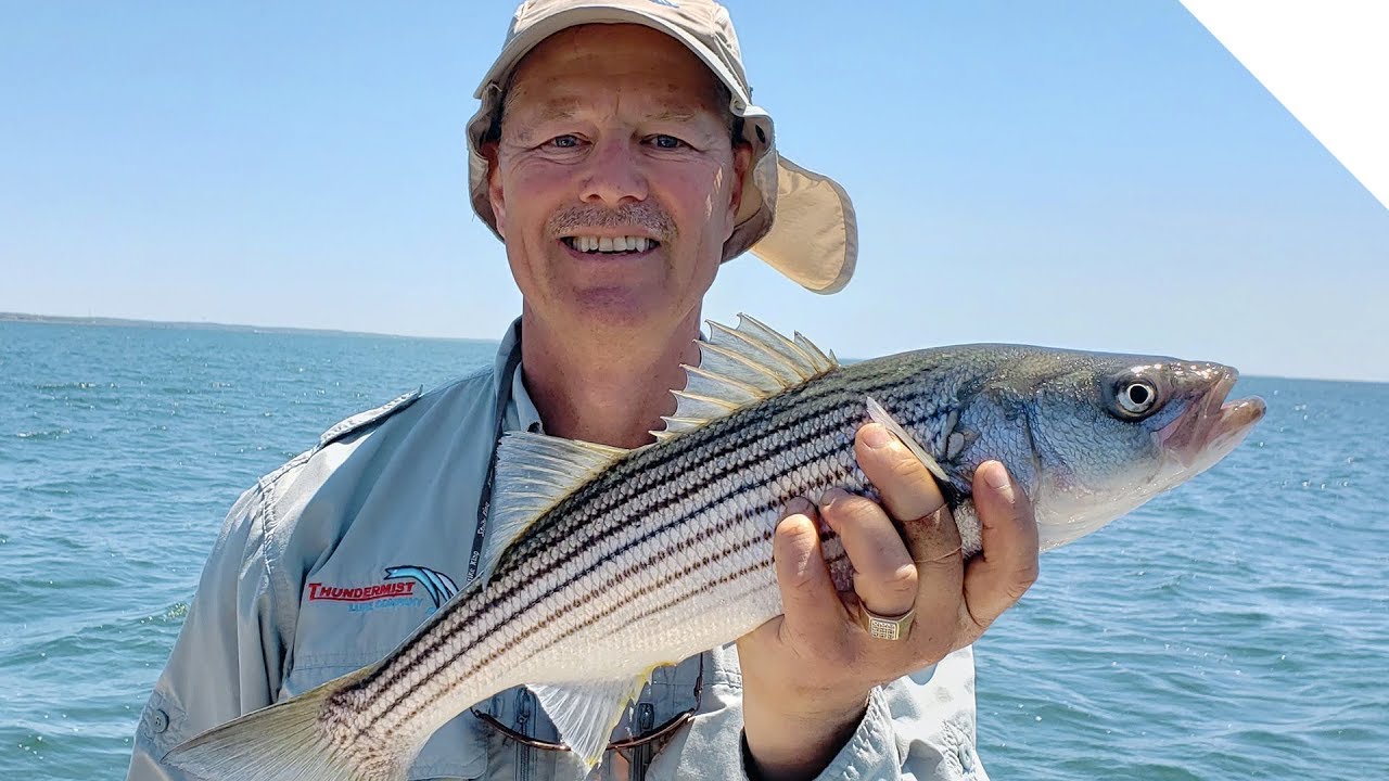 how to catch stripped bass